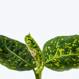 Dieffenbachia Reflector - House Plants Delivery Toronto - JOMO Studio