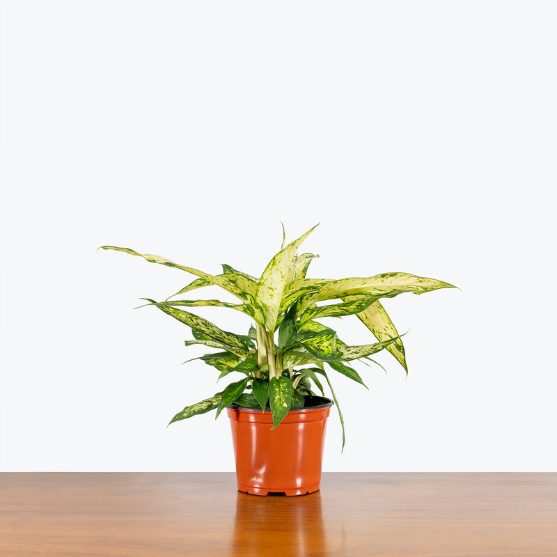 Dieffenbachia Star Bright - House Plants Delivery Toronto - JOMO Studio