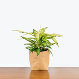 Dieffenbachia Star Bright - House Plants Delivery Toronto - JOMO Studio