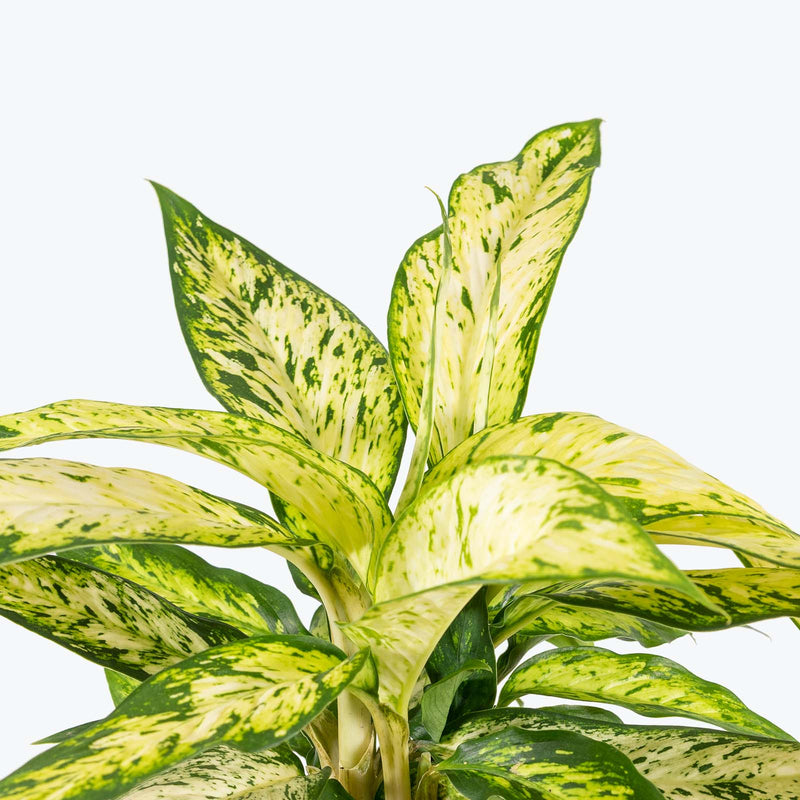 Dieffenbachia Star Bright - House Plants Delivery Toronto - JOMO Studio