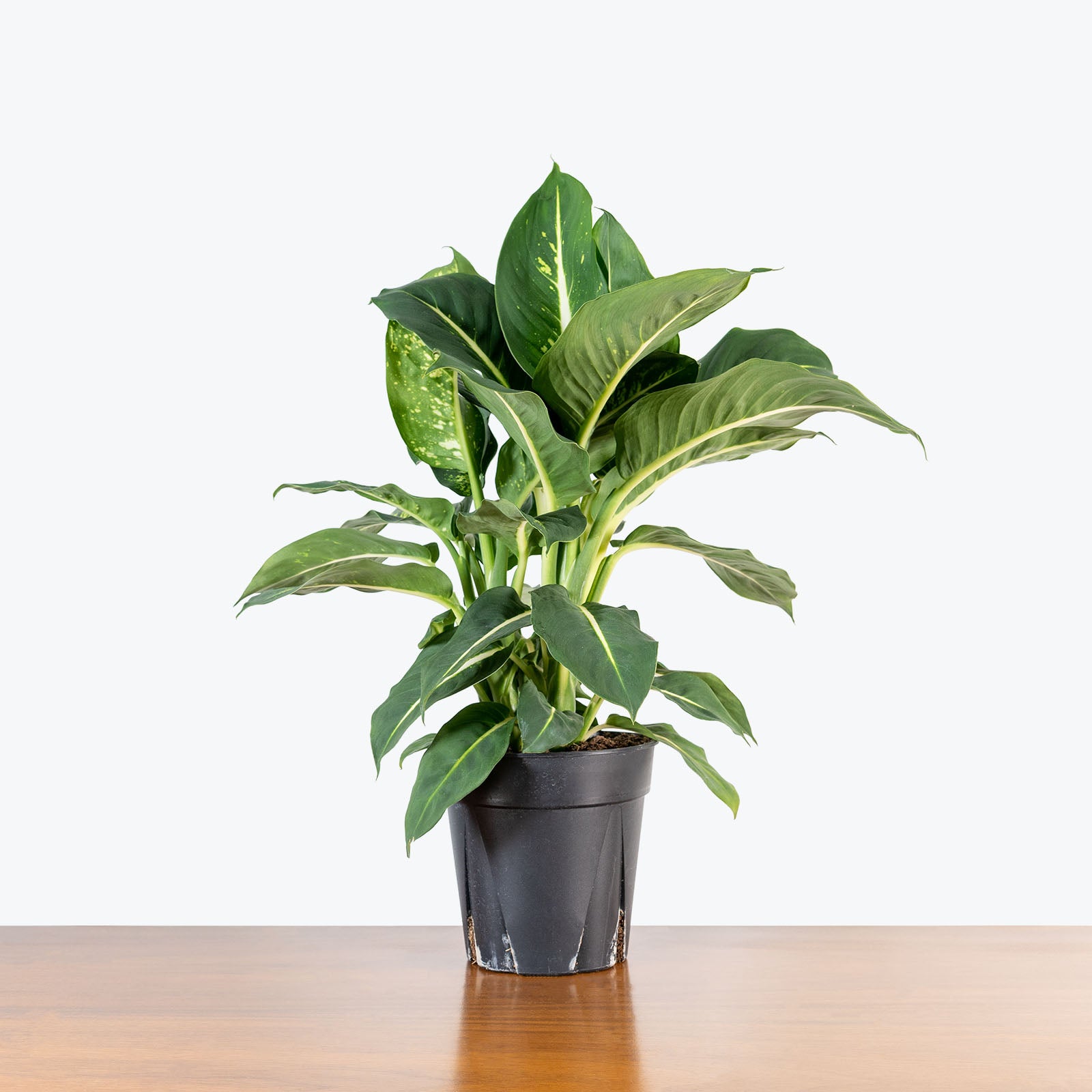 Dieffenbachia Sterling - House Plants Delivery Toronto - JOMO Studio