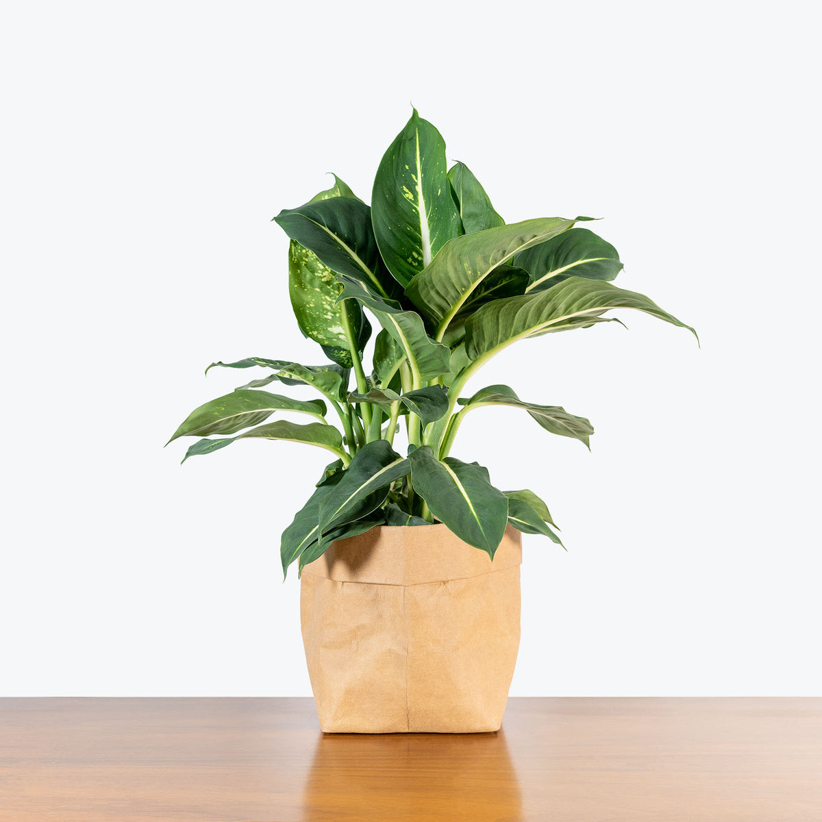 dieffenbachia sterling care Dieffenbachia Sterling - House Plants Delivery Toronto