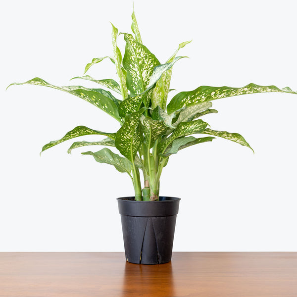 dieffenbachia maculata tropical tiki Dieffenbachia Tiki | Care Guide and Pro Tips - Delivery from Toronto across  Canada