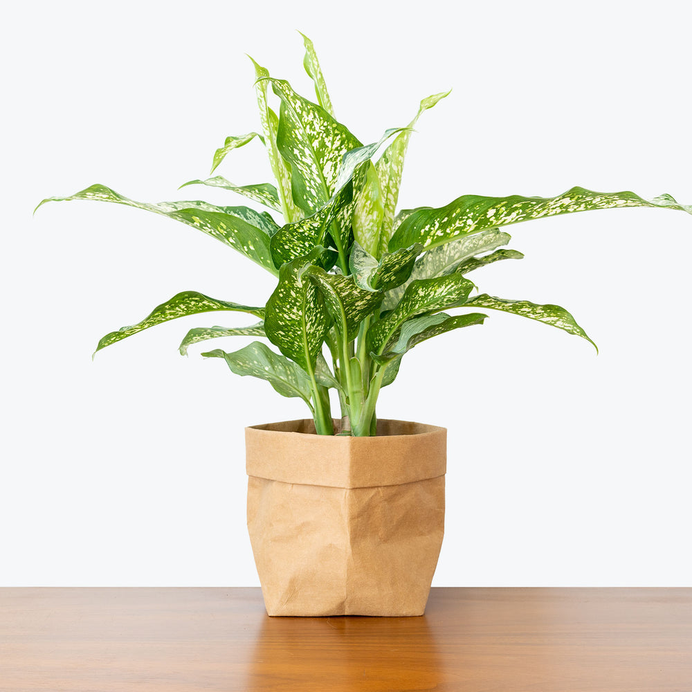 Indoor House Plant Delivery | From Toronto Across Canada - JOMO Studio ??? Page 8