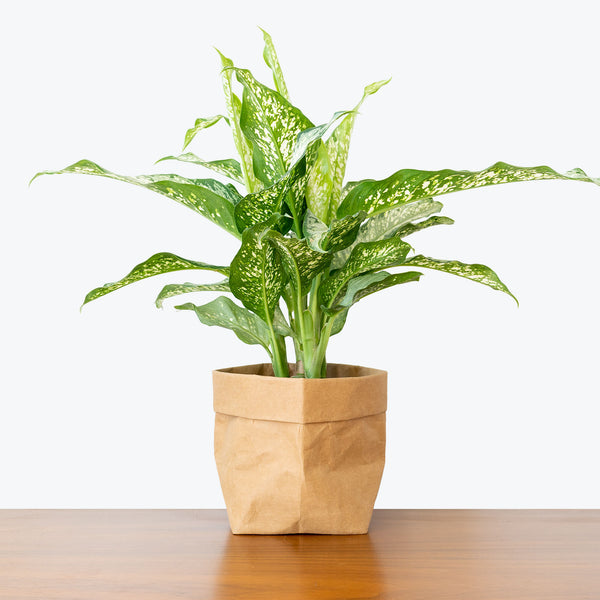 Dieffenbachia Tiki - House Plants Delivery Toronto - JOMO Studio