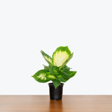 Dieffenbachia Tropic Marianne — 4" Pot (slightly smaller than photo)