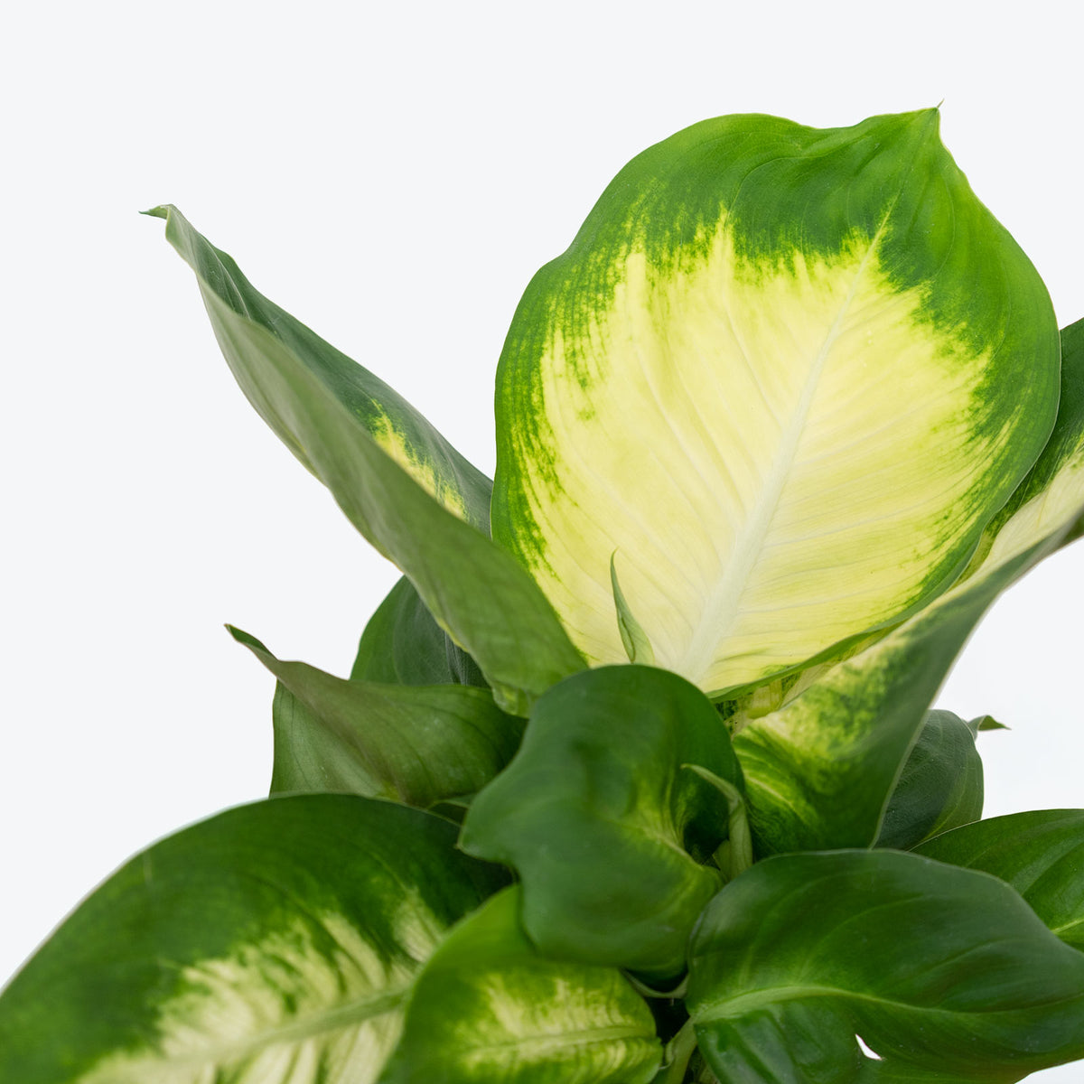 Dieffenbachia Tropic Marianne - House Plants Delivery Toronto - JOMO Studio