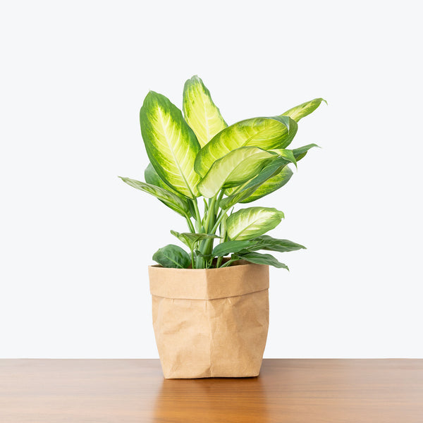 Dieffenbachia Tropic Marianne - House Plants Delivery Toronto - JOMO Studio