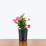 Dipladenia — 6" Pot - Pink