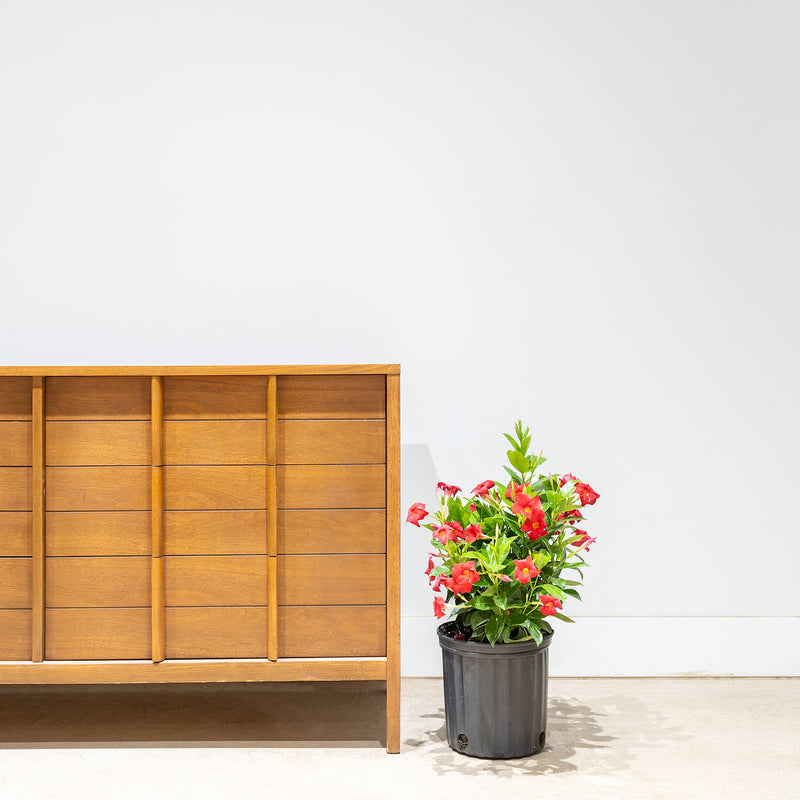 Dipladenia - Rocktrumpet - House Plants Delivery Toronto - JOMO Studio