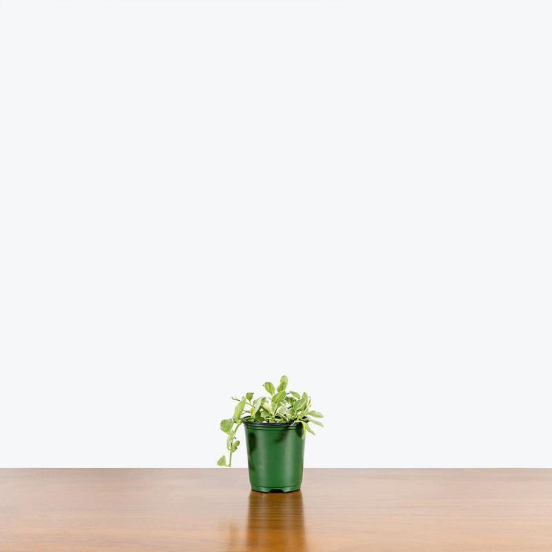 Dischidia Oiantha Variegata - House Plants Delivery Toronto - JOMO Studio