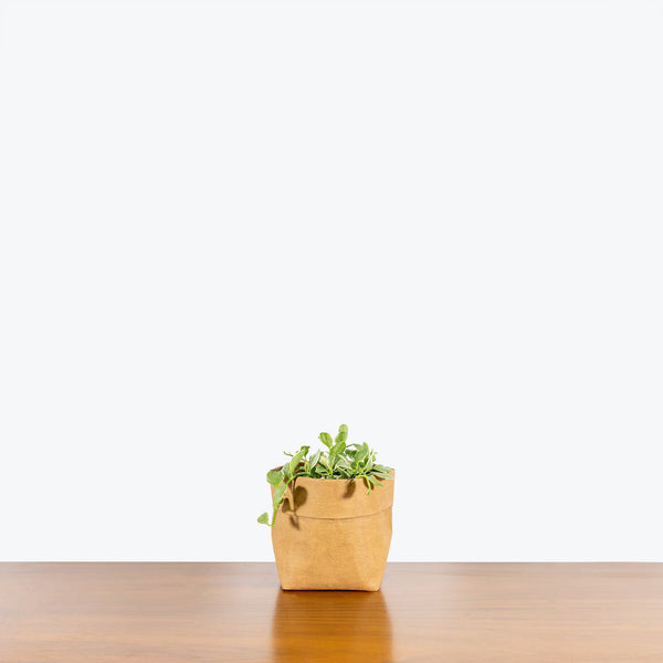 Dischidia Oiantha Variegata - House Plants Delivery Toronto - JOMO Studio