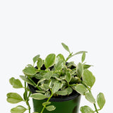 Dischidia Oiantha Variegata - House Plants Delivery Toronto - JOMO Studio
