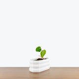 Donut Crawling Planter - 3D Printed Planter - House Plants Delivery Toronto - JOMO Studio