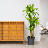 Dracaena Fragrans Massangeana — 10" Pot - 3 Stems (5'-6' Tall)