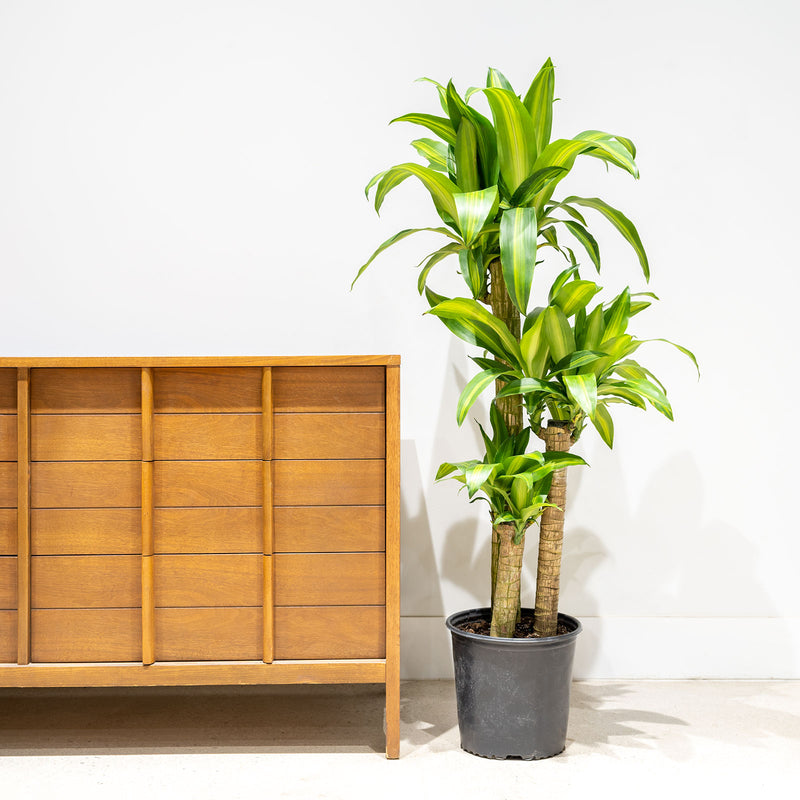 Dracaena Fragrans Massangeana - Mass Cane - Corn Plant - House Plants Delivery Toronto - JOMO Studio