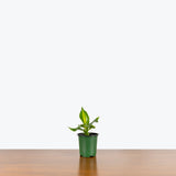 Dracaena Fragrans Massangeana — 4" Pot
