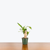 Dracaena Fragrans Massangeana — 4" Pot - With Stump
