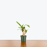 Dracaena Fragrans Massangeana - Mass Cane - Corn Plant - House Plants Delivery Toronto - JOMO Studio