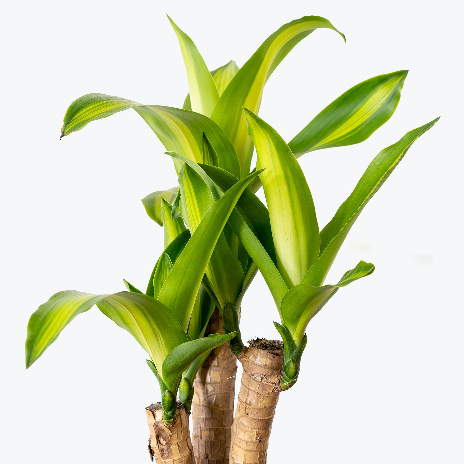 Dracaena Fragrans Massangeana | Mass Cane | Corn Plant | Care Guide and Pro Tips - Delivery from Toronto across Canada - JOMO Studio