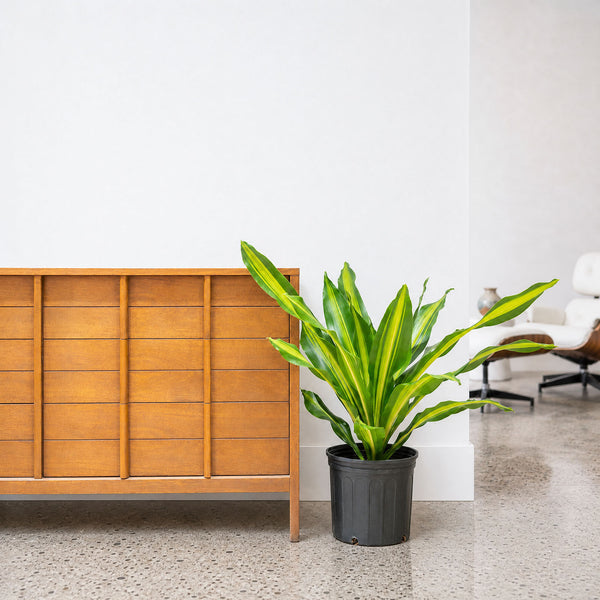 dracaena giganta Dracaena Giganta - House Plants Delivery Toronto