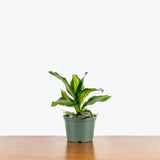 Dracaena Giganta — 6" Pot