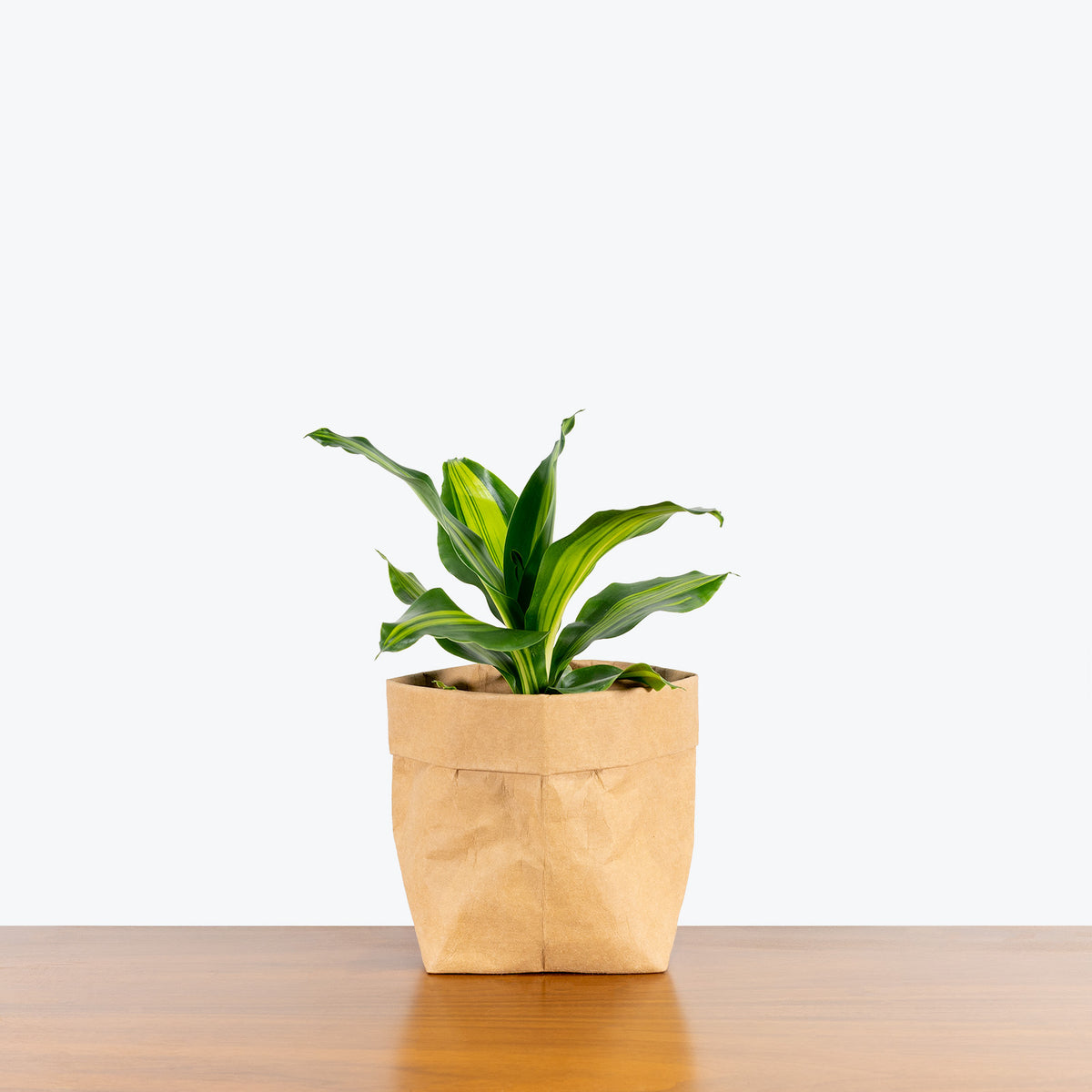 dracaena giganta plant Dracaena Giganta - House Plants Delivery Toronto