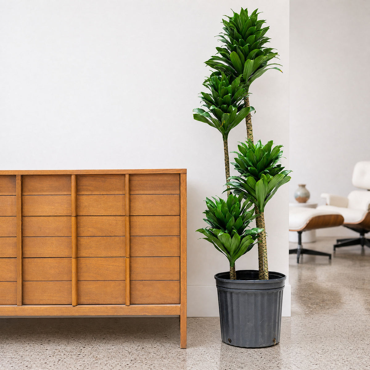 Dracaena Janet Craig Compacta - House Plants Delivery Toronto