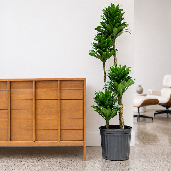 dracaena compacta height Dracaena Janet Craig Compacta - House Plants Delivery Toronto