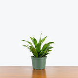 Dracaena JC Compacta — 6" Pot (larger than picture)