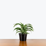 Dracaena Jade Jewel - House Plants Delivery Toronto - JOMO Studio