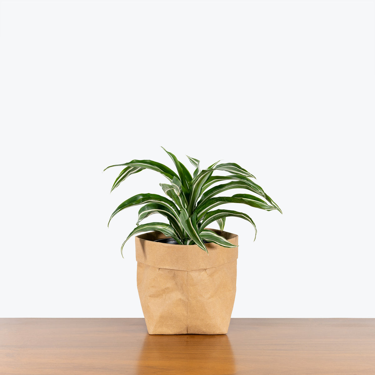 dracaena jade Dracaena Jade Jewel - House Plants Delivery Toronto
