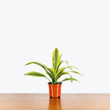 Dracaena Lemon Lime — 4" Pot
