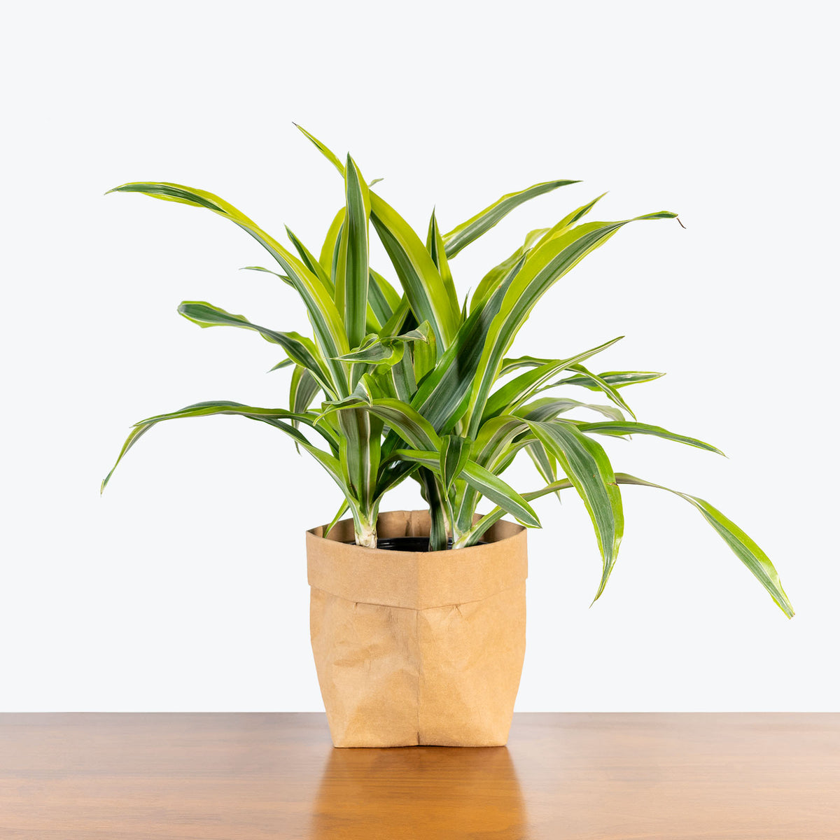 Dracaena Lemon Lime | Care Guide and Pro Tips - Delivery from Toronto  across Canada