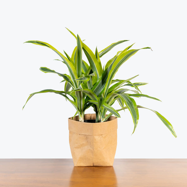 dracaena lemon lime light requirements Dracaena Lemon Lime | Care Guide and Pro Tips - Delivery from Toronto across Canada