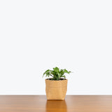 Dracaena Malaika - House Plants Delivery Toronto - JOMO Studio