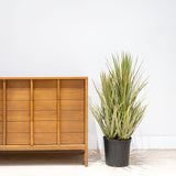Dracaena Marginata Bicolor - House Plants Delivery Toronto - JOMO Studio