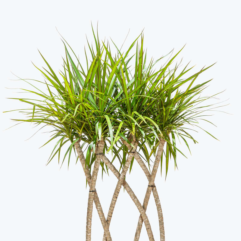 Dracaena Marginata Flat Weave - House Plants Delivery Toronto - JOMO Studio