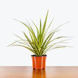 Dracaena Marginata Kiwi — 6" Pot - Bush