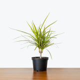 Dracaena Marginata Kiwi — 6" Pot - Cane