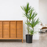 Dracaena Marginata Staggered — 10" Pot (4'-5' Tall)