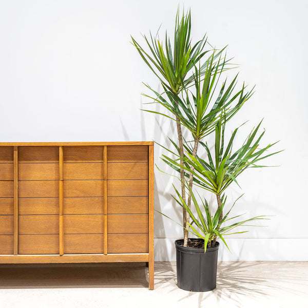 Dracaena Marginata Staggered - House Plants Delivery Toronto - JOMO Studio