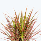 Dracaena Marginata Tricolor - House Plants Delivery Toronto - JOMO Studio