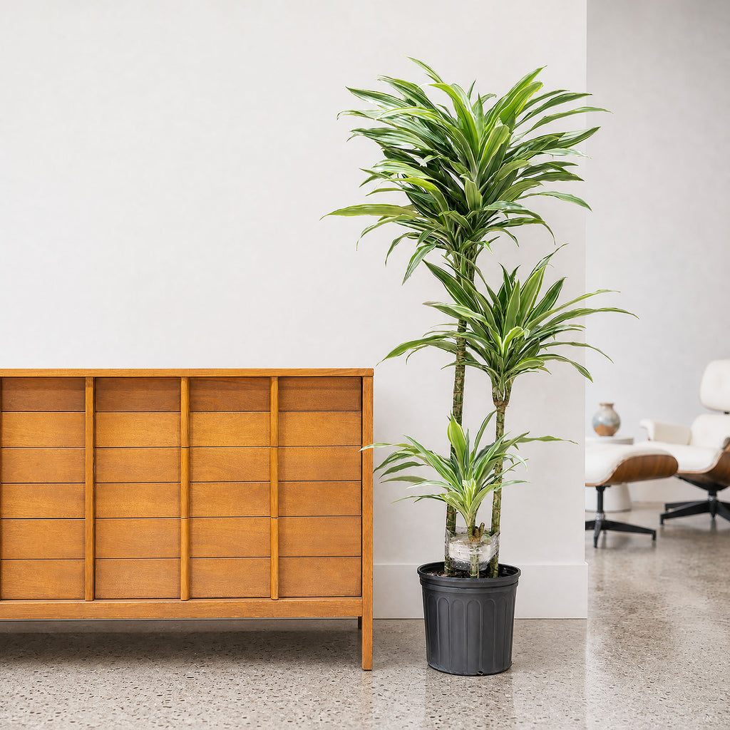 dracaena paloma Dracaena Warneckii | Air Purifying Easy Care Houseplants for Delivery
