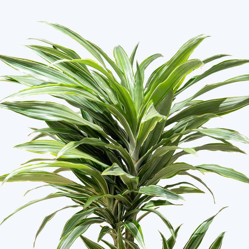 Dracaena Warneckii | Air Purifying Easy Care Houseplants for Delivery | Care Guide and Pro Tips