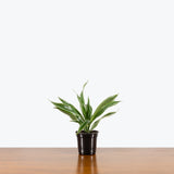 Dracaena Warneckii — 4" Pot