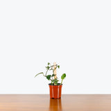Dragon Tail Pothos — 4" Totem