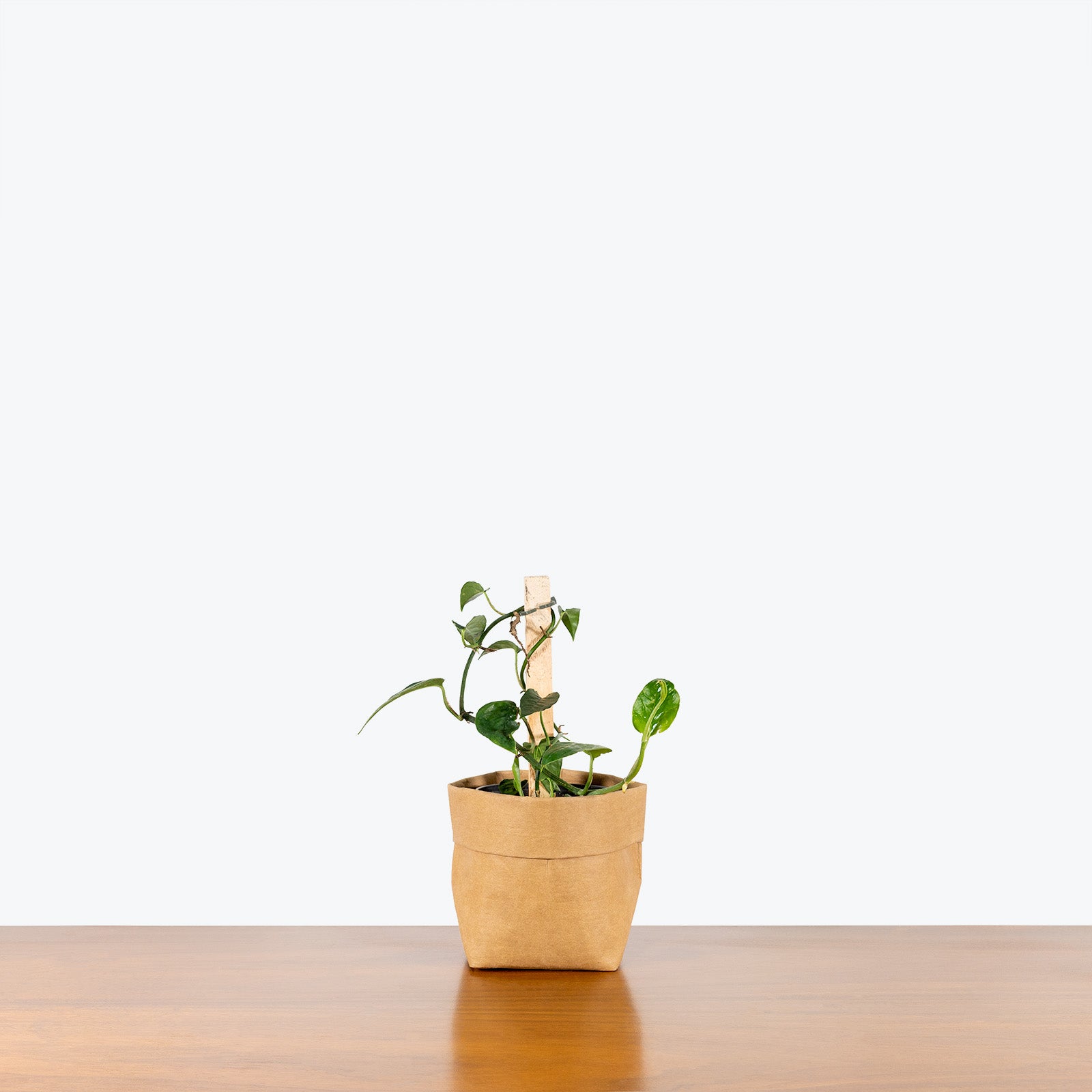 Dragon Tail Pothos - Epipremnum Pinnatum - House Plants Delivery Toronto Canada - JOMO Studio