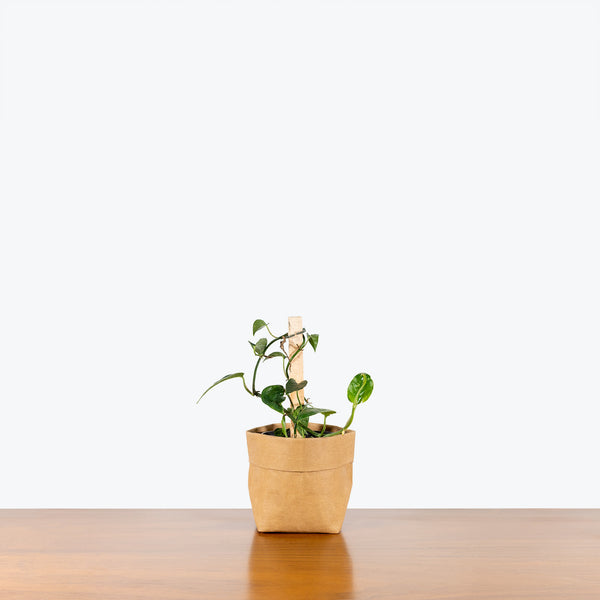 Dragon Tail Pothos - Epipremnum Pinnatum - House Plants Delivery Toronto - JOMO Studio