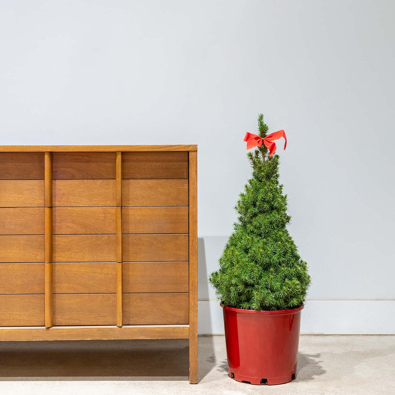 Dwarf Alberta Spruce - Christmas tree - House Plants Delivery Toronto - JOMO Studio